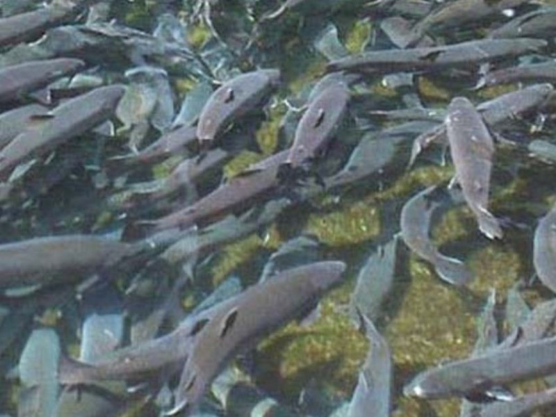 माछाका भुरा वितरण